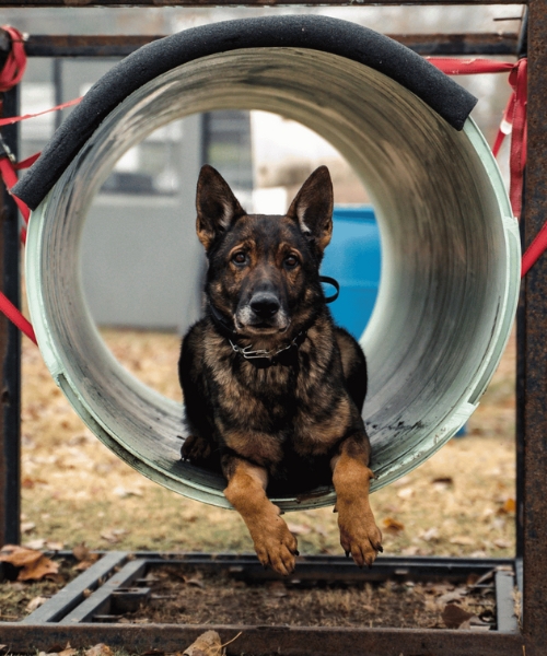 K9 Duke